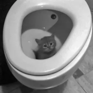 🐈‍⬛️ кошка, котенок, туалет, животное, домашнее животное, домашнее животное, ванная комната telegram sticker