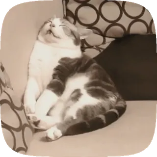 🐱 cat, sleeping, animal, pet, domestic cat telegram sticker