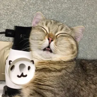 ☺️ แมว, นอนหลับ, น่ารัก, สัตว์, สัตว์เลี้ยง, น่าเอ็นดู telegram sticker