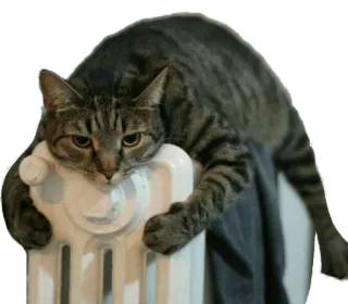😬 cat, animal, cute, domestic cat, heating, radiator telegram sticker