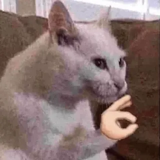 👌 고양이, OK 사인, 밈, 동물, 웃긴 telegram sticker