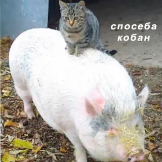 👍 способа кобан kat, varken, dieren, vriendschap, schattig telegram sticker