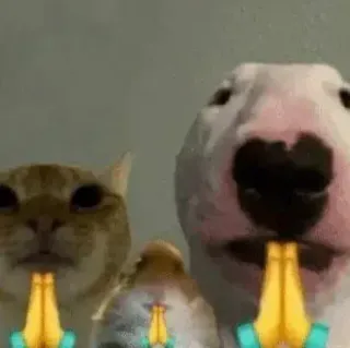 🙏 chat, chien, prière, drôle, mème, animaux telegram sticker