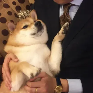 🏷 chó, shiba inu, thú cưng, vương miện, động vật, dễ thương telegram sticker