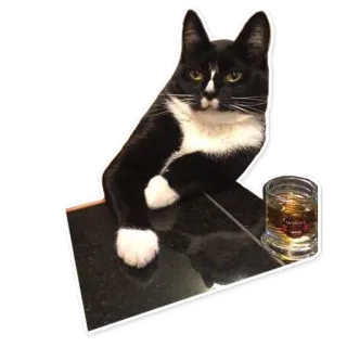 🥃 chat, noir et blanc, chat tuxedo, alcool, boire, whisky telegram sticker