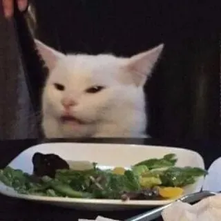 🖐 chat, mème, salade, dîner, chat blanc, drôle, dégoûté telegram sticker