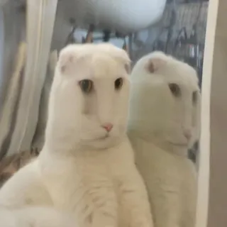 😕 cat, white cat, reflection, mirror, domestic animal, cute, pet telegram sticker
