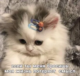 😿 если ты меня бросишь моя жизнь потеряет смысл 猫, 子猫, 悲しい, ロシア, 翻訳 whatsapp sticker