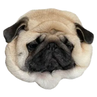 🍺 pies, mops, zwierzę domowe, zwierzę, słodki telegram sticker