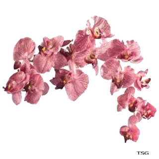 🌸 orquídea, flor, rosa, florada, floral, planta telegram sticker