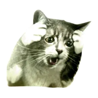 🙀 kot, mem, zszokowany, słodki, zwierzę, wyraz whatsapp sticker