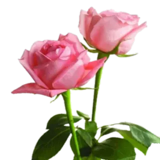 🌹 pink rose, flower, rose, floral, plant, nature telegram sticker