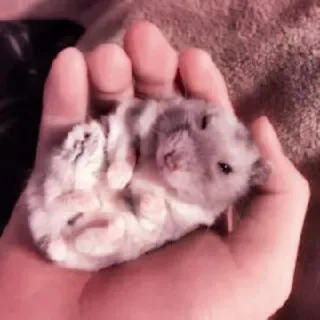 🤏 hamster, cute, animal, rodent, pet telegram sticker
