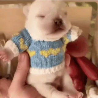 🌟 puppy, dog, animal, cute, sweater, pet, baby telegram sticker