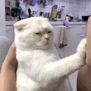 😮 кот, оскорбительный жест, средний палец, животное, мем, юмор telegram sticker