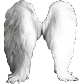 🫥 wings, angel wings, white wings, feathered wings, heavenly, flight, bird wings telegram sticker