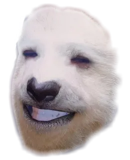😁 Meme, Animale, Divertente, Cane, Orso polare, Faccia whatsapp sticker