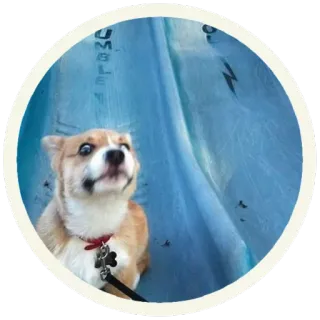 😦 собака, корги, милый, животное, питомец whatsapp sticker
