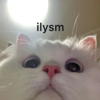 🥰 ilysm gatto, animale domestico, carino, ti amo, amore telegram sticker