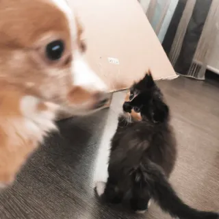 😳 собака, котёнок, животные, питомцы, милый, кошка, щенок telegram sticker