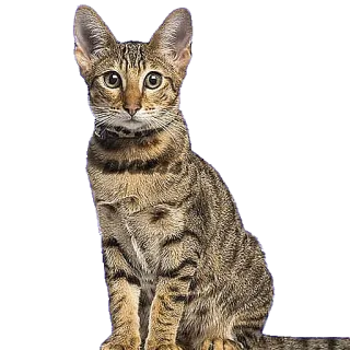 @STIKERFORALL CATSGATTIGATOS telegram stickers