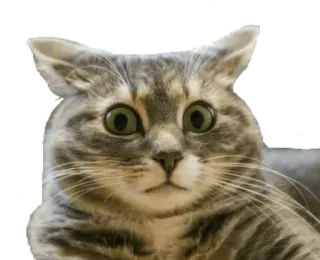 😱 cat, frightened, animal, pet, scared, wide eyes telegram sticker