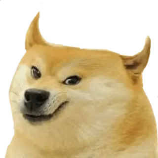 😈 Doge perro, meme, animal, gracioso, lindo telegram sticker