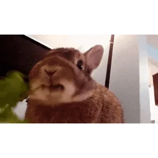🥬 conejo, conejito, comiendo, animal, mascota, lindo whatsapp sticker