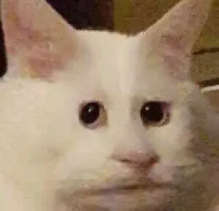 🐱 chat, animal, animal de compagnie, chat blanc, mème, drôle, chat triste telegram sticker