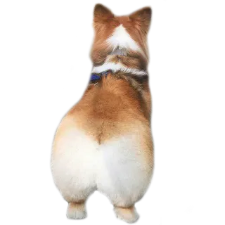 Corguage telegram stickers