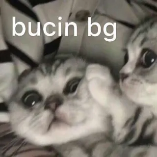 😡 bucin bg gatti, gattini, amore, carino, animali domestici telegram sticker