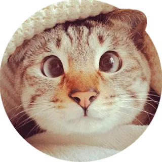 😶 cat, kitten, pet, animal, cute, eyes telegram sticker