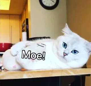 😡 Moe! 猫, かわいい, 動物, ペット, 面白い, ミーム telegram sticker