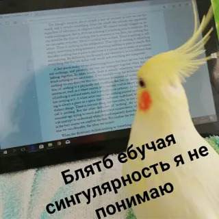 😤 Блять ебучая сингулярность я не понимаю vogel, computer, valkparkiet, tekst, laptop, vloeken telegram sticker