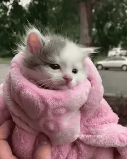 🌟 kitten, cat, cute, animal, pet, blanket, pink, fuzzy telegram sticker