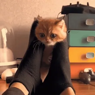 🤩 kitten, kat, schattig, dier, huisdier, grappig, huisdier, kleine kat whatsapp sticker