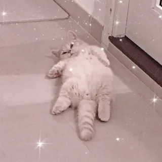 🐱 Katze, süß, Tier, Haustier, Hauskatze, liegend, Glitzer telegram sticker