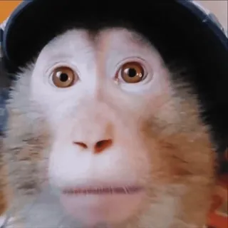 😃 macaco, animal, primata, mamífero, rosto, close-up whatsapp sticker