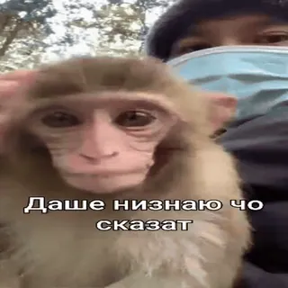 🤷 Даше низнаю чо сказат monkey, animal, primate, funny, meme telegram sticker