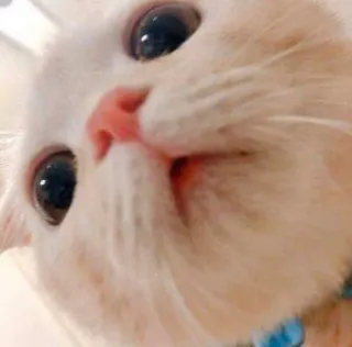 🥺 gato, animal, animal de estimação, gatinho, fofo, gato branco telegram sticker