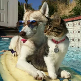 🐈 개, 고양이, 선글라스, 수영장, 동물, 애완 동물, 우정, 서핑 보드, 웃긴 telegram sticker