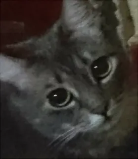 👀 gato, cinza, gatinho, animal, doméstico telegram sticker