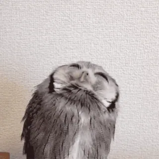 🦉 cú mèo, dễ thương, chim, động vật, buồn ngủ telegram sticker