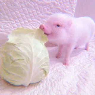 🐽 pig, animal, cute, cabbage, pink, farm telegram sticker