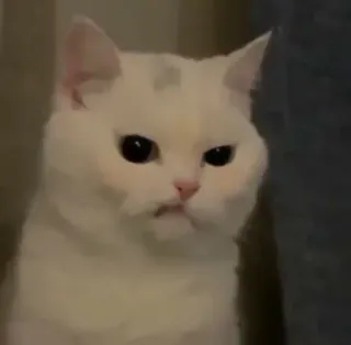 🪐 cat, white cat, animal, pet, meme, funny, grumpy telegram sticker