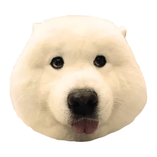 👅 犬, 動物, ペット, サモエド, ふわふわ, かわいい telegram sticker