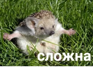 🤔 сложна ハリネズミ, 動物, 草, かわいい, 複雑, 難しい whatsapp sticker