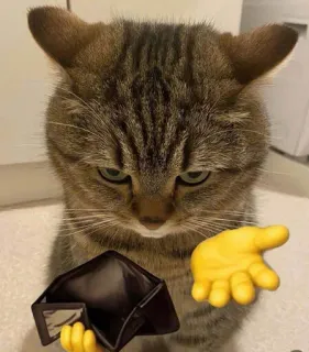 🤲 cat, broke, money, wallet, meme, funny, empty, sad telegram sticker