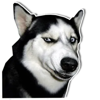 😒 dog, husky, smirk, animal, pet whatsapp sticker