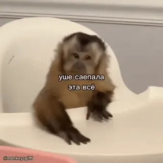 🐵 уще саепала эта всё mono, animal, capuchino, meme whatsapp sticker